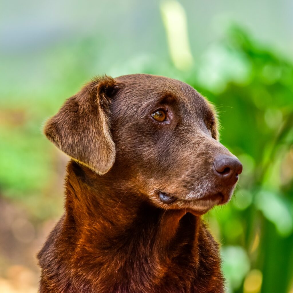 Costco Pet Insurance