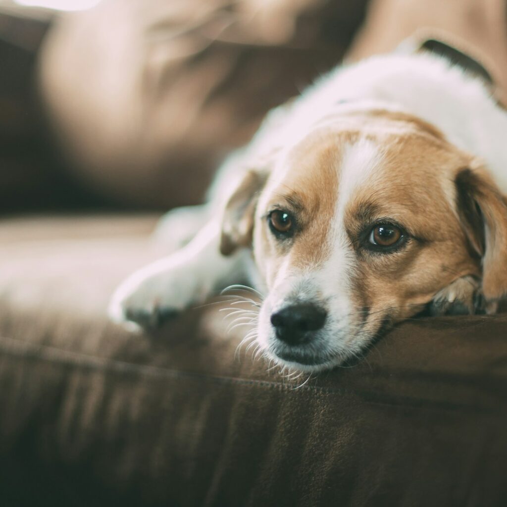 selective focused of brown dog lying on sofa